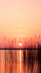 Preview wallpaper sun, sunset, reeds, lake, horizon