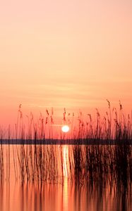 Preview wallpaper sun, sunset, reeds, lake, horizon