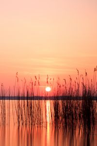 Preview wallpaper sun, sunset, reeds, lake, horizon