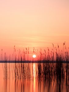 Preview wallpaper sun, sunset, reeds, lake, horizon