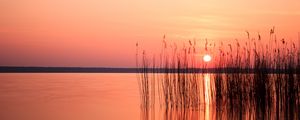 Preview wallpaper sun, sunset, reeds, lake, horizon