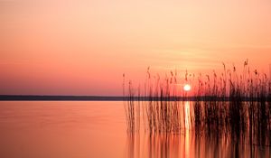 Preview wallpaper sun, sunset, reeds, lake, horizon