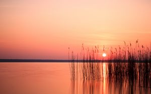 Preview wallpaper sun, sunset, reeds, lake, horizon