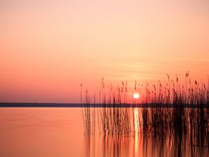 Preview wallpaper sun, sunset, reeds, lake, horizon