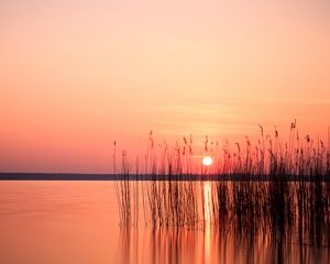 Preview wallpaper sun, sunset, reeds, lake, horizon