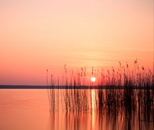 Preview wallpaper sun, sunset, reeds, lake, horizon