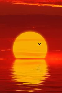 Preview wallpaper sun, sunset, silhouette, bird, red