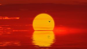 Preview wallpaper sun, sunset, silhouette, bird, red