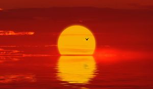 Preview wallpaper sun, sunset, silhouette, bird, red