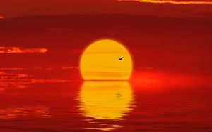 Preview wallpaper sun, sunset, silhouette, bird, red