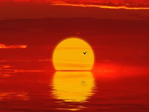 Preview wallpaper sun, sunset, silhouette, bird, red