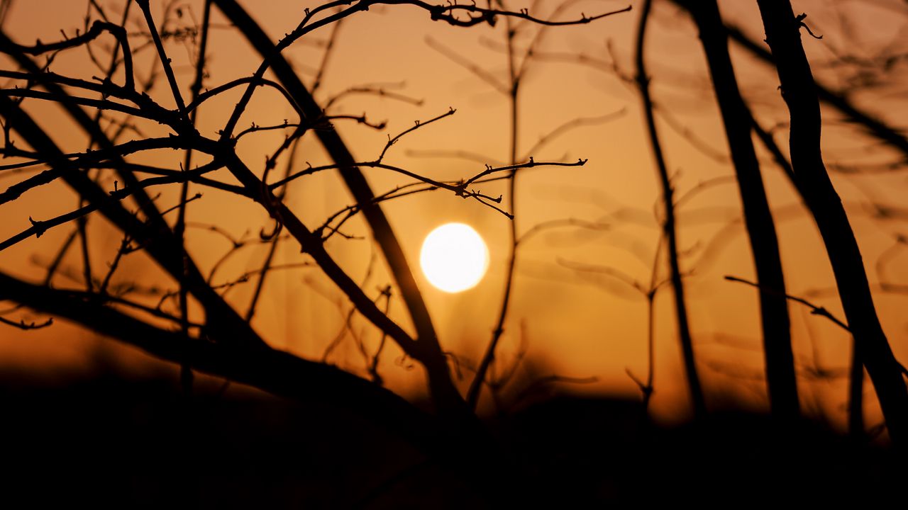 Wallpaper sun, sunset, trees, branches, dark