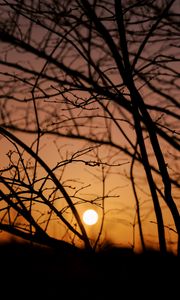 Preview wallpaper sun, sunset, trees, branches, dark