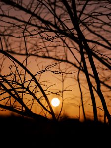 Preview wallpaper sun, sunset, trees, branches, dark