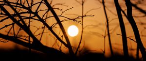 Preview wallpaper sun, sunset, trees, branches, dark