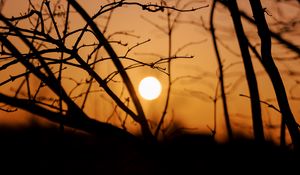 Preview wallpaper sun, sunset, trees, branches, dark