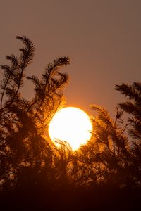 Preview wallpaper sun, sunset, trees, dark