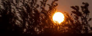 Preview wallpaper sun, sunset, trees, dark