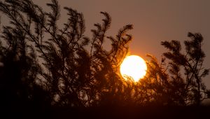 Preview wallpaper sun, sunset, trees, dark