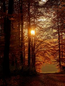 Preview wallpaper sun, trees, branches, rays, path