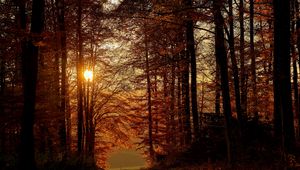 Preview wallpaper sun, trees, branches, rays, path