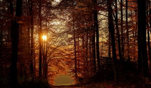 Preview wallpaper sun, trees, branches, rays, path