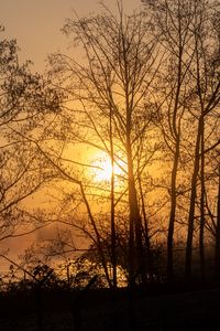 Preview wallpaper sun, trees, branches, sunset