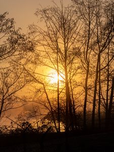 Preview wallpaper sun, trees, branches, sunset
