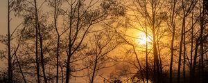 Preview wallpaper sun, trees, branches, sunset