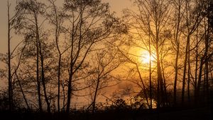 Preview wallpaper sun, trees, branches, sunset