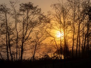 Preview wallpaper sun, trees, branches, sunset