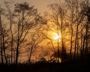 Preview wallpaper sun, trees, branches, sunset