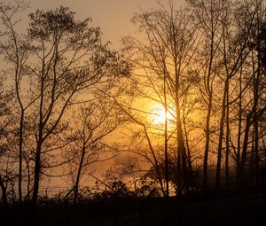 Preview wallpaper sun, trees, branches, sunset