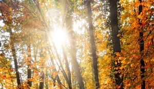 Preview wallpaper sun, trees, rays, forest