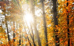Preview wallpaper sun, trees, rays, forest