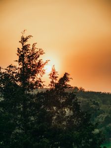 Preview wallpaper sun, trees, sky, rays