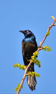 Preview wallpaper sunbird, bird, branch