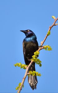 Preview wallpaper sunbird, bird, branch