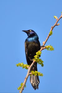 Preview wallpaper sunbird, bird, branch