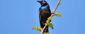 Preview wallpaper sunbird, bird, branch