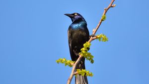 Preview wallpaper sunbird, bird, branch