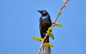 Preview wallpaper sunbird, bird, branch