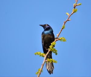 Preview wallpaper sunbird, bird, branch