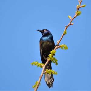 Preview wallpaper sunbird, bird, branch