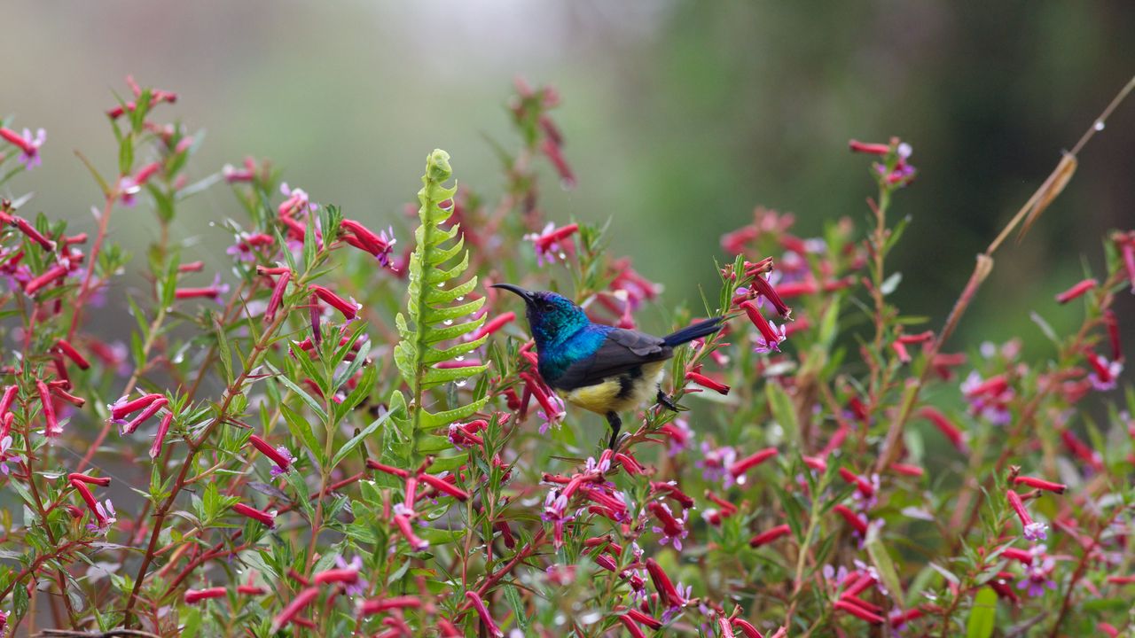 Wallpaper sunbird, bird, flowers, bush