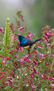 Preview wallpaper sunbird, bird, flowers, bush