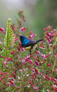 Preview wallpaper sunbird, bird, flowers, bush