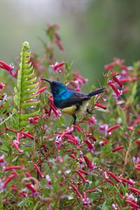 Preview wallpaper sunbird, bird, flowers, bush