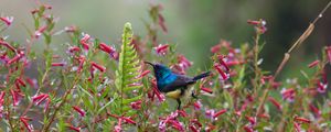 Preview wallpaper sunbird, bird, flowers, bush