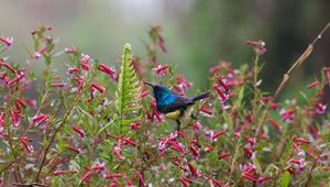 Preview wallpaper sunbird, bird, flowers, bush